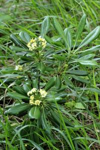 Pittosporum tobira