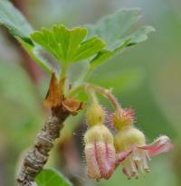 Ribes uva-crispa