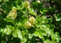 Ribes alpinum