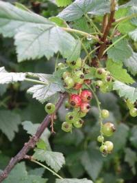 Ribes petraeum