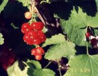 Ribes rubrum