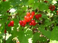 Ribes rubrum