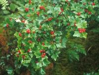 Ribes rubrum