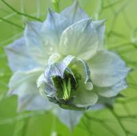 Nigella damascena