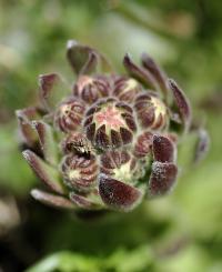 Sempervivum arachnoideum subsp. arachnoideum