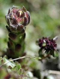 Sempervivum arachnoideum subsp. arachnoideum