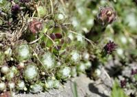 Sempervivum arachnoideum subsp. arachnoideum