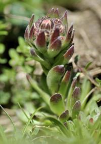 Sempervivum arachnoideum subsp. arachnoideum