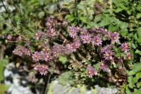 Sempervivum montanum subsp. montanum