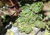 Sempervivum montanum subsp. montanum