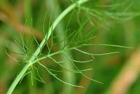 Nigella damascena