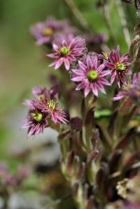 Sempervivum montanum subsp. montanum