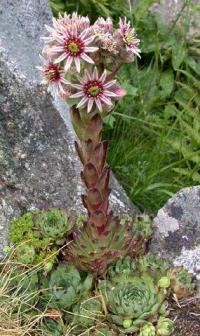 Sempervivum tectorum