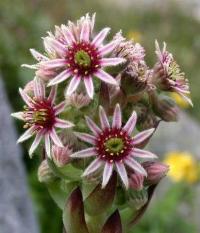 Sempervivum tectorum