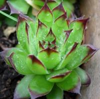 Sempervivum tectorum