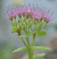 Sedum telephium