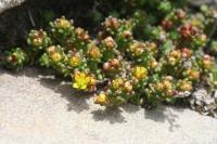 Sedum alpestre