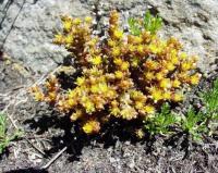 Sedum alpestre