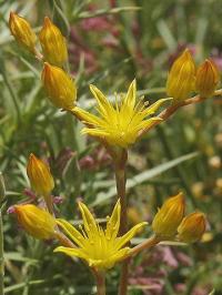 Sedum amplexicaule