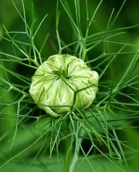 Nigella damascena