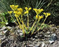 Sedum forsterianum