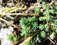 Sedum forsterianum