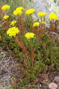 Sedum forsterianum