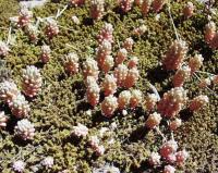 Sedum rubens