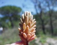 Sedum rubens