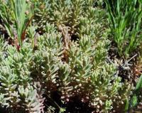 Sedum rubens