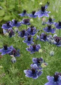 Nigella gallica