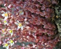 Sedum villosum