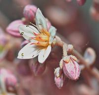 Sedum villosum