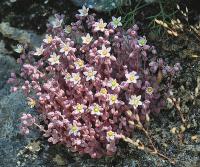 Sedum villosum