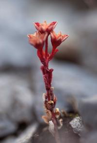 Sedum atratum subsp. atratum