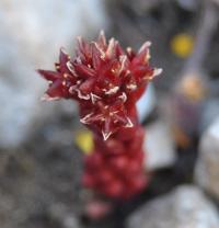 Sedum atratum subsp. atratum