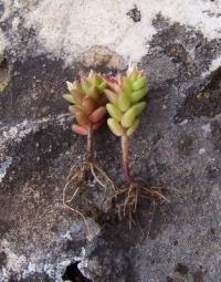 Sedum caespitosum