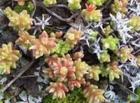 Sedum caespitosum