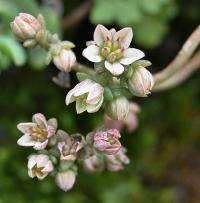 Sedum dasyphyllum