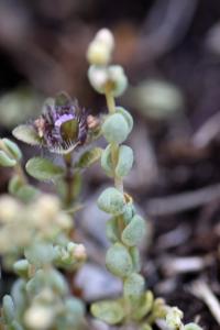 Sedum dasyphyllum