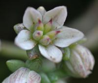 Sedum dasyphyllum