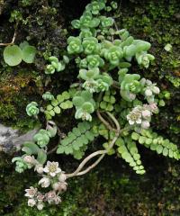 Sedum dasyphyllum