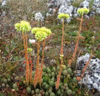 Sedum sediforme