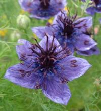 Nigella gallica