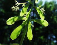 Sedum cepaea