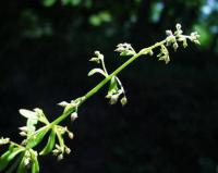 Sedum cepaea