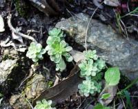 Sedum cepaea