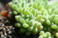 Sedum hirtum subsp. hirtum