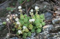 Sedum hirtum subsp. hirtum