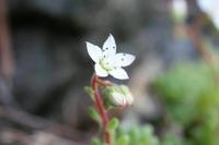 Sedum hirtum subsp. hirtum